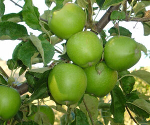 GRANNY SMITH