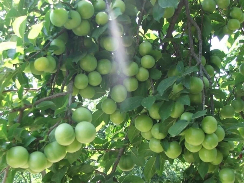 Plum