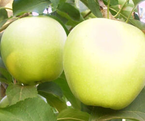GOLDEN REINDERS