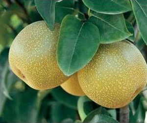 HOSUİ