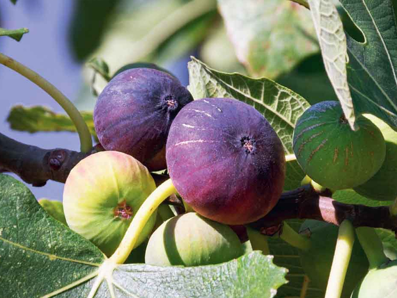 Fig
