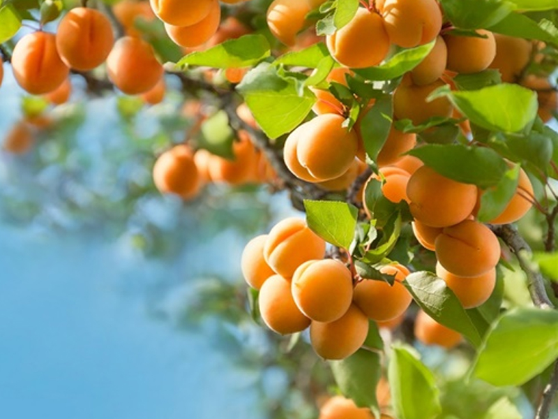 Apricot