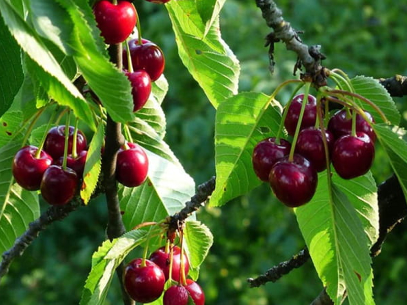 Cherry