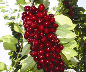 LAPİNKS