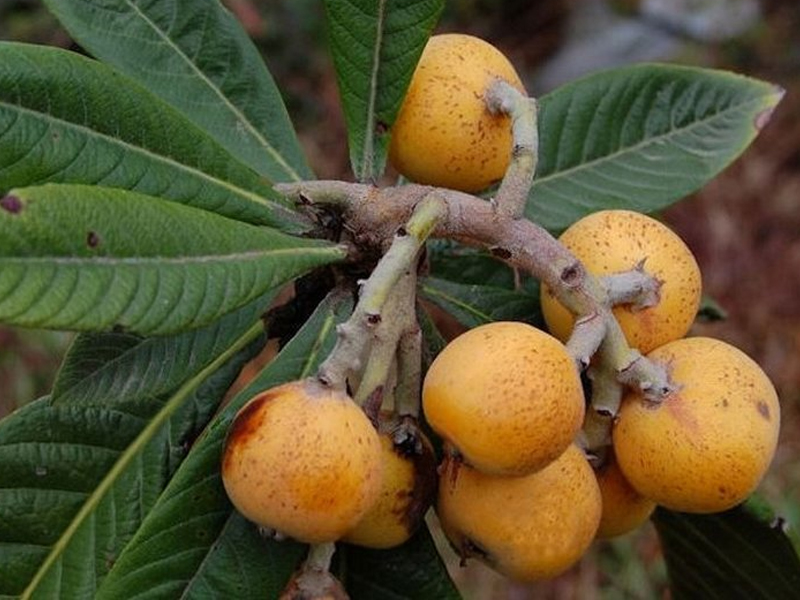 Medlar