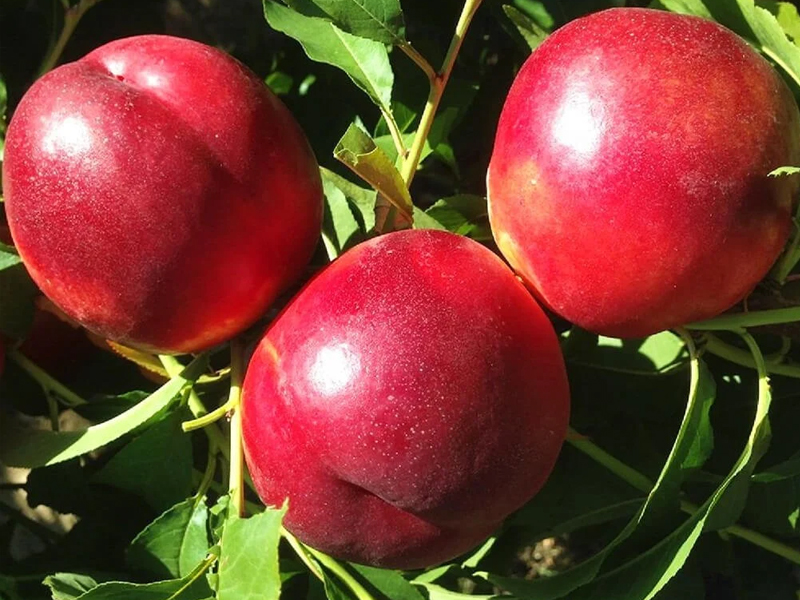Nectarine