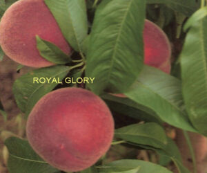 ROYAL GLORY