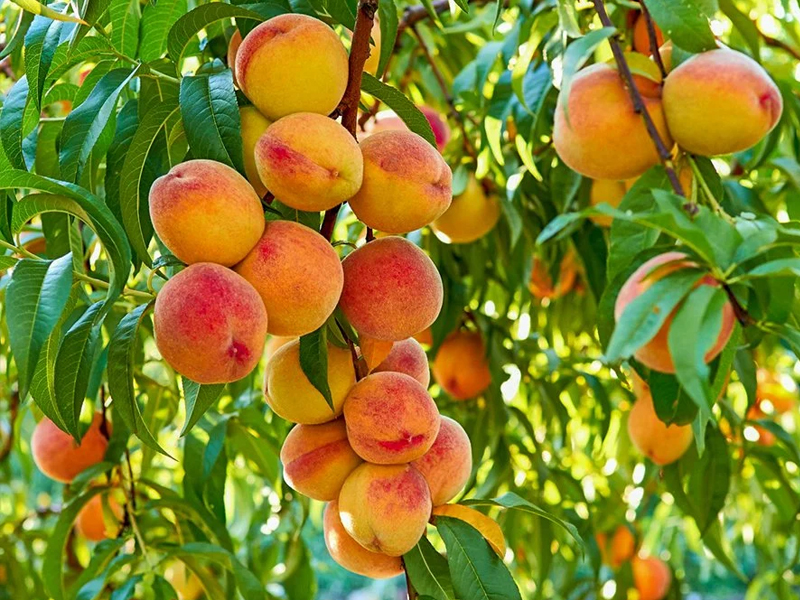 Peach