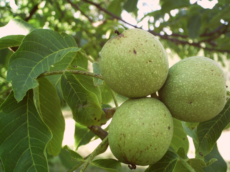 Walnut