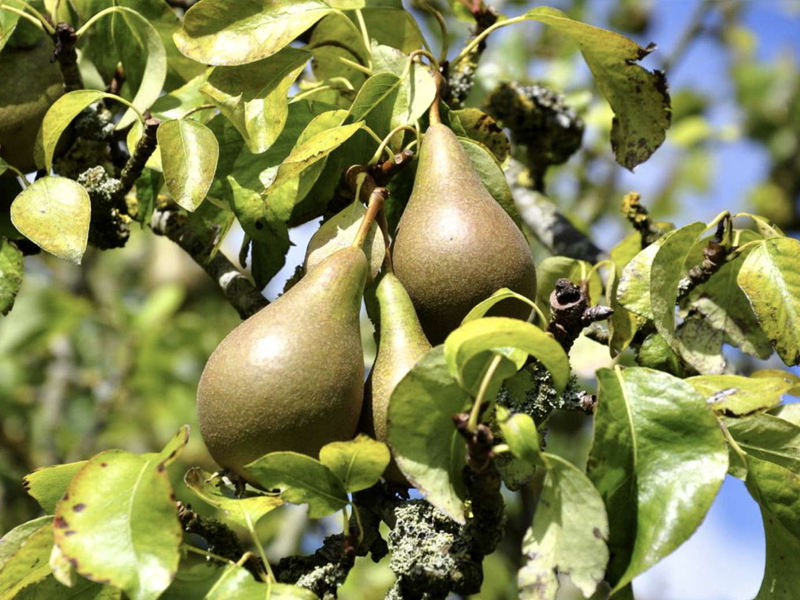 Pear