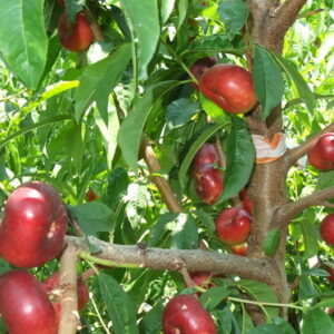 Brumela (HA564-5) ®