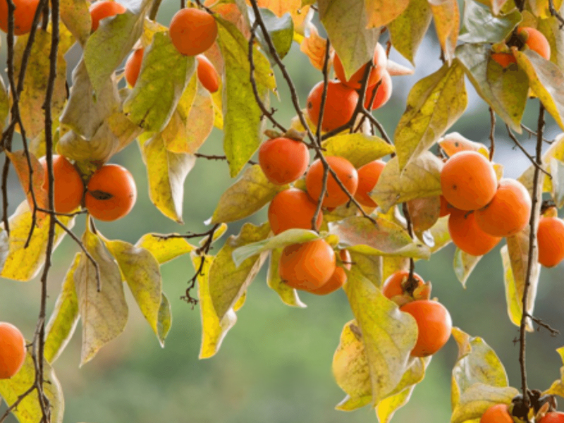 Persimmon