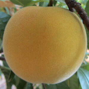 TIETAR®